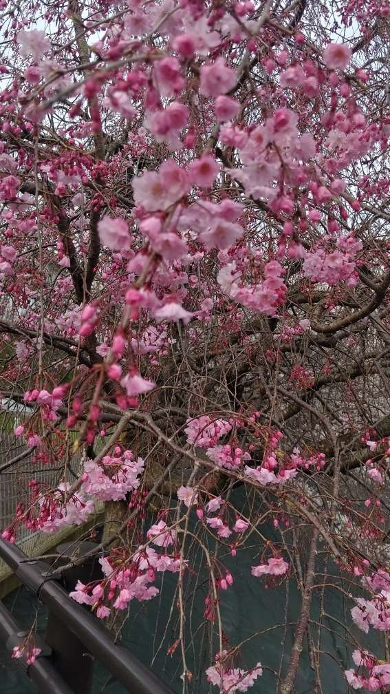 （桜）今年も桜の季節が来ましたね♪
