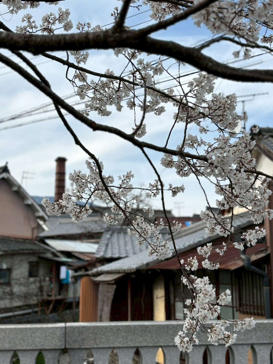 (季節の話題)五條新町の八重桜♪