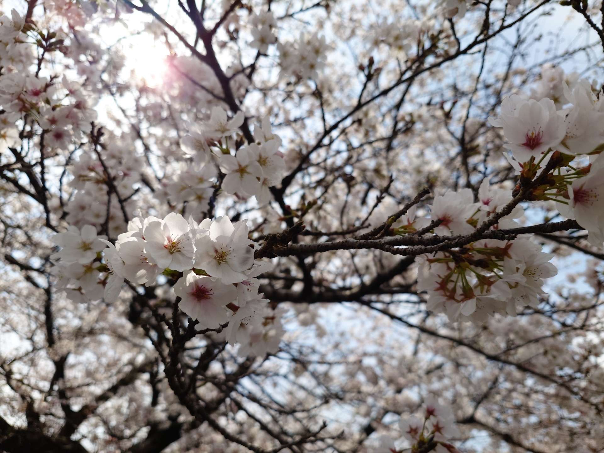 （季節の話題）五條市のソメイヨシノ♪