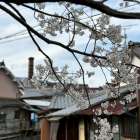 （季節の話題）五條新町の八重桜♪