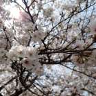 （季節の話題）五條市のソメイヨシノ♪